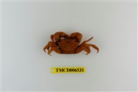 藏品(斑點擬相手蟹)的圖片